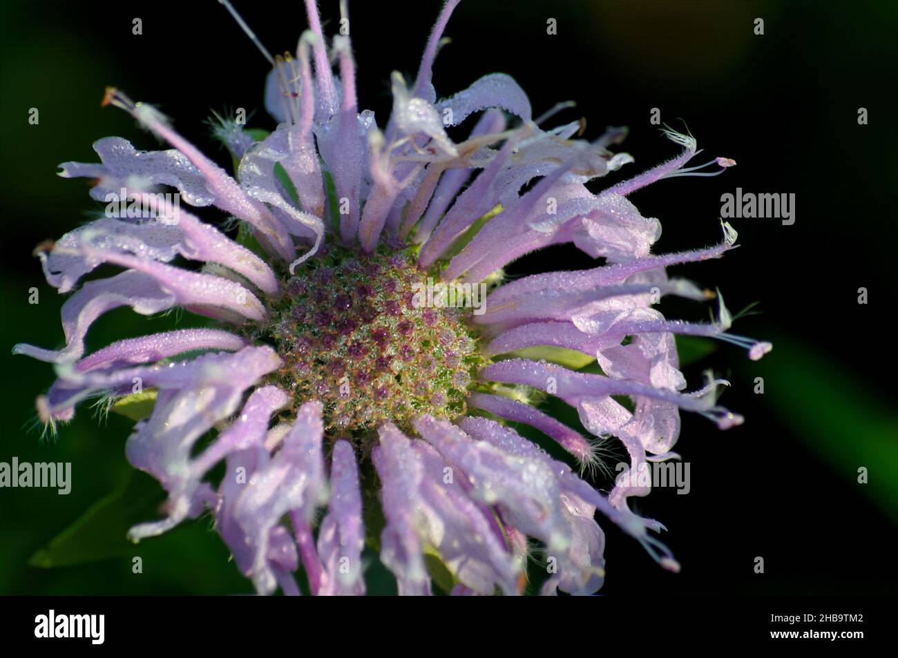 Eine lila Bienenbalsam Blume in der Morgensonne Stockfoto