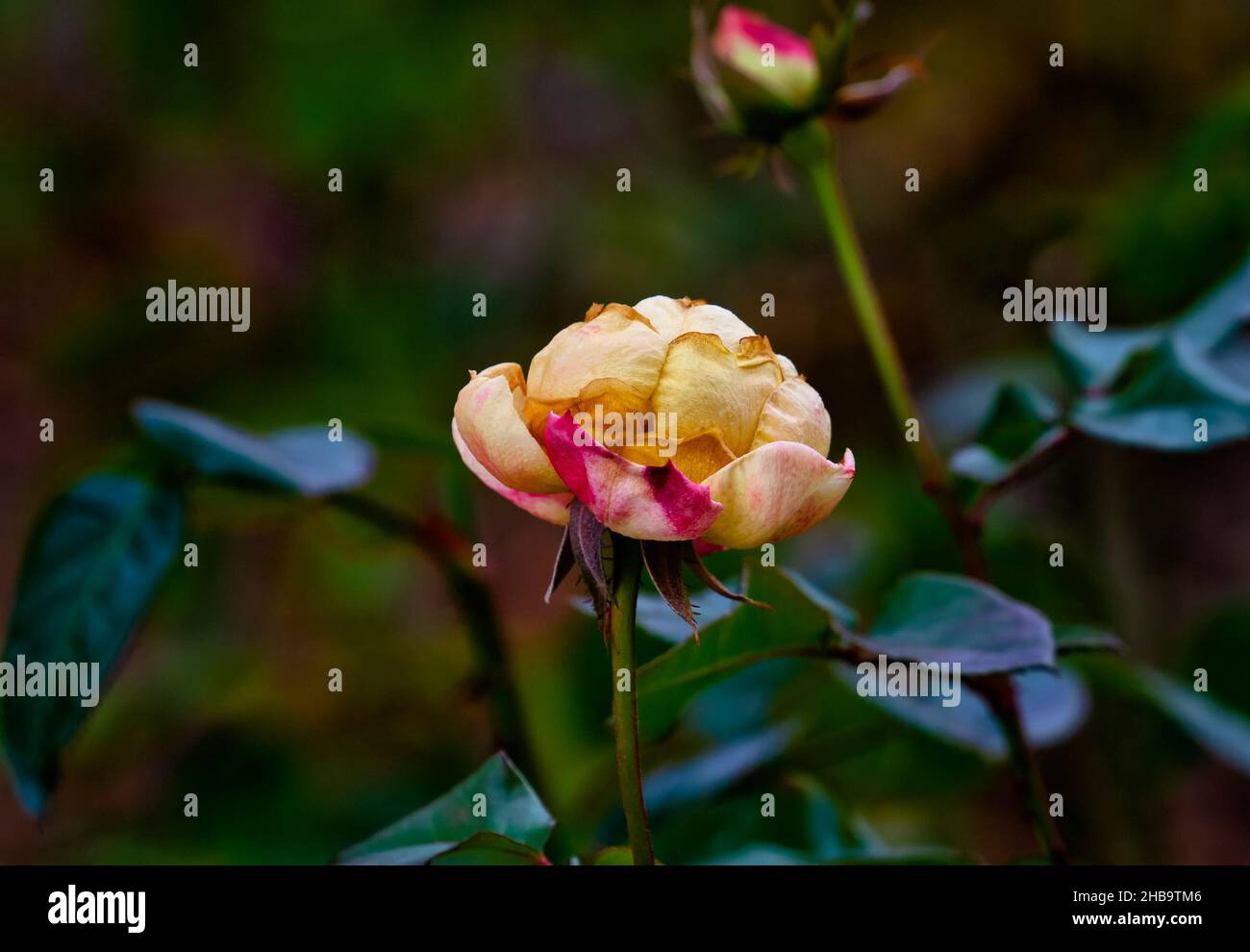 Eine Winterrose im Dezember Blüte Stockfoto