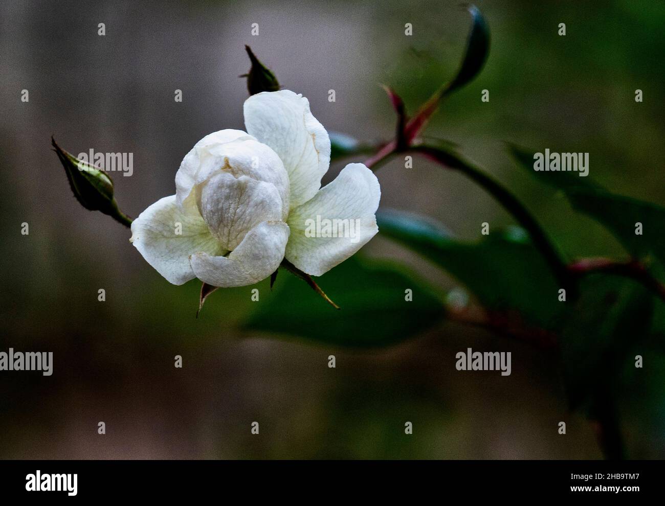 Weiße Rose in einem Dezembergarten Stockfoto