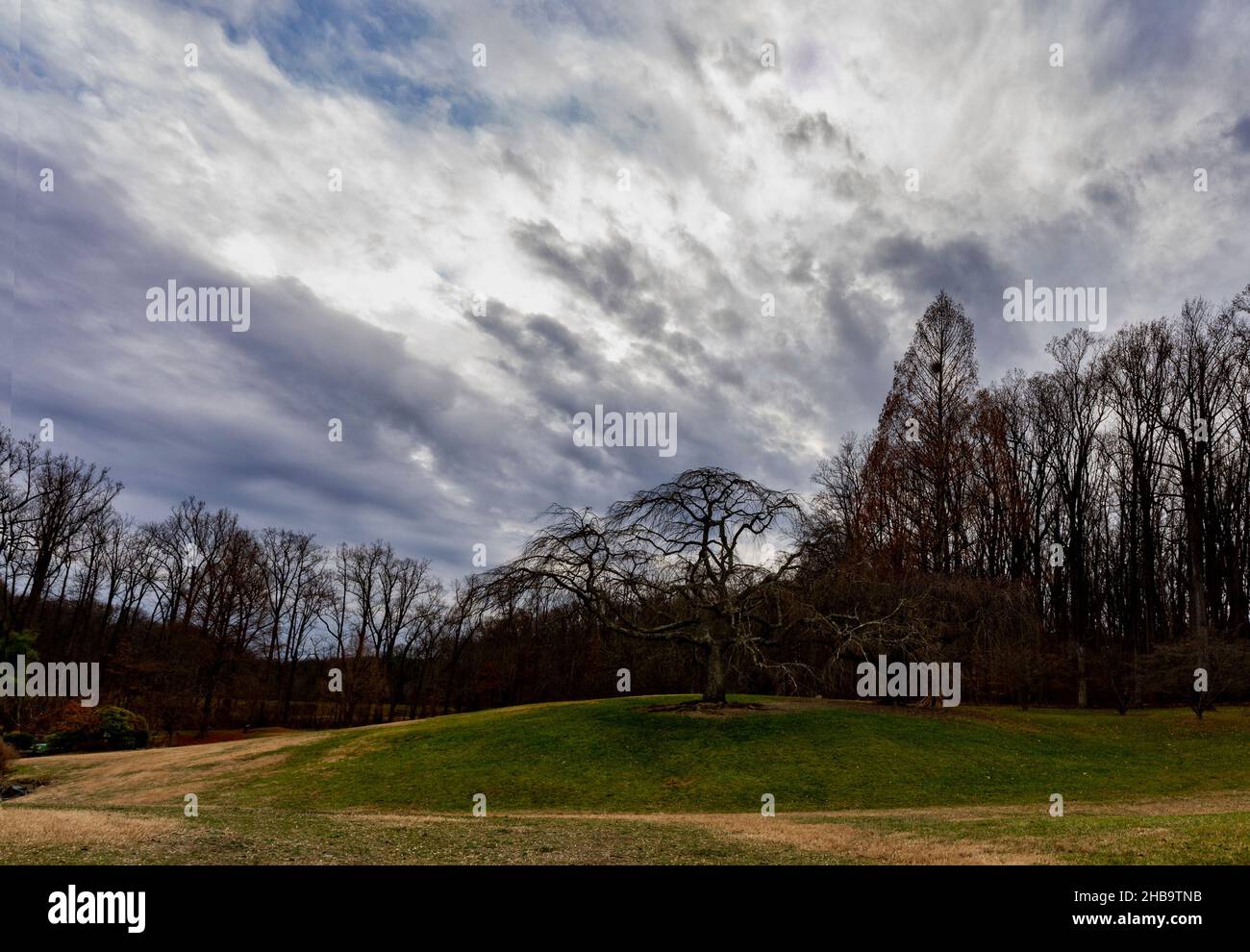 Winterhimmel über einem Baum auf einem Hügel Stockfoto