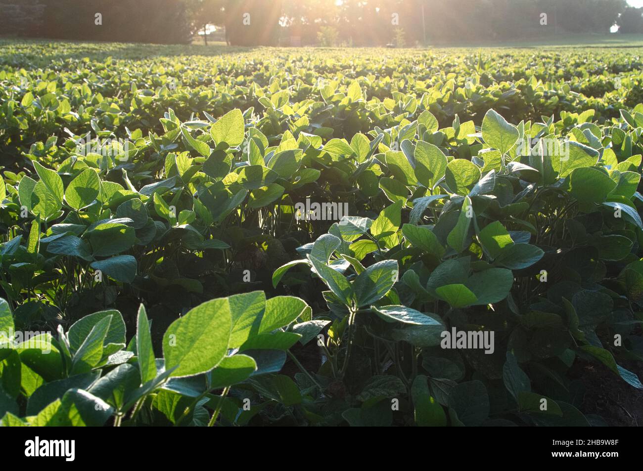 Ein Feld mit grünen Sojabohnen im Morgengrauen, Lancaster, Pennsylvania Stockfoto