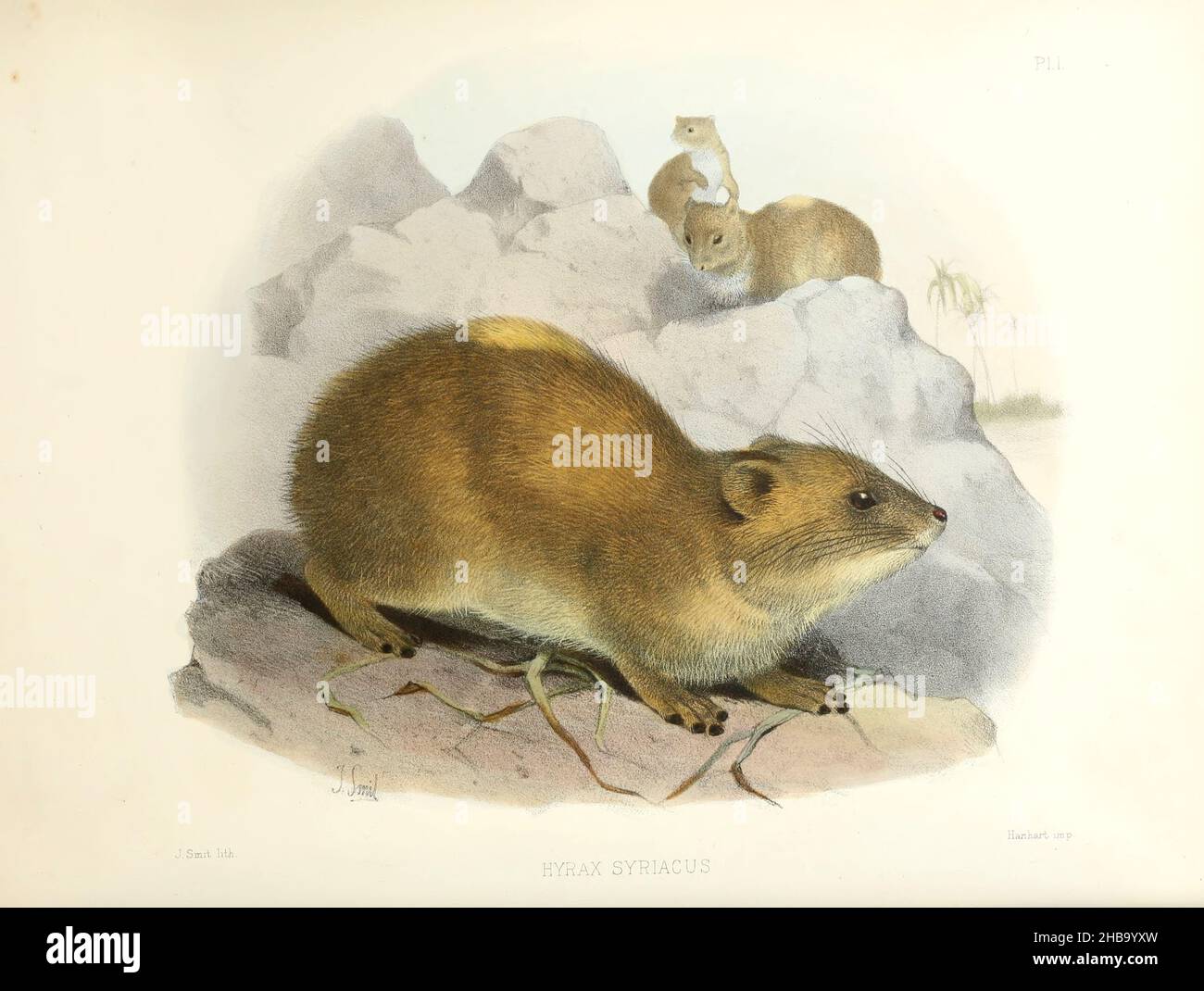 Felshyrax (Procavia capensis, hier als Hyrax syriacus), Illustration 19th. Jahrhundert. Der Felshyrax ist ein mittelgroßes terrestrisches Säugetier, das in Afrika und im Nahen Osten beheimatet ist. Illustration aus „The Survey of Western Palestine. Die Fauna und Flora Palästinas' von Henry Baker Tristram (1822-1906). Veröffentlicht vom Komitee des Palestine Exploration Fund, London, 1884. Stockfoto