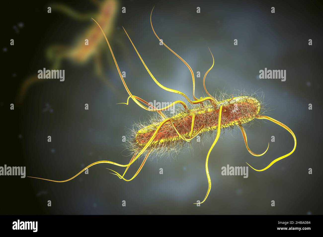 Escherichia coli Bakterien, Computer-Illustration. E. coli ist ein ...