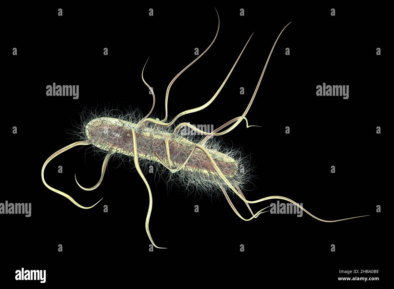 Escherichia coli Bakterien, Computer-Illustration. E. coli ist ein stabförmiges Bakterium (Bazillus). Seine Zellmembran ist mit feinen Filamenten bedeckt, die Pili oder Fimbriae genannt werden. Haarähnliche Strukturen, die als Flagella an der Rückseite jedes Bakteriums bezeichnet werden, sorgen für einen Antrieb, der es in Bewegung bringen kann. E. coli ist ein normaler Bestandteil der intestinalen Bakterienflora, aber unter bestimmten Bedingungen können einige Stämme schwere Infektionen wie Gastroenteritis verursachen. Stockfoto