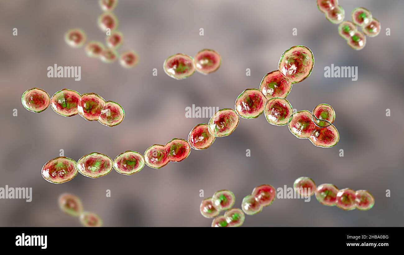 Leuconostoc citreum Fotos und Bildmaterial in hoher Auflösung Alamy
