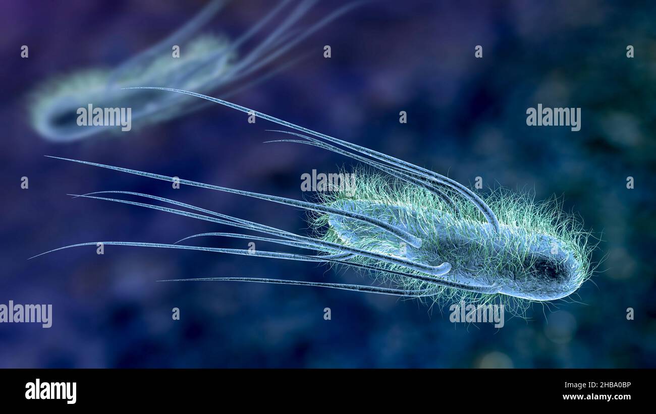 Escherichia coli Bakterien, Computer-Illustration. E. coli ist ein stabförmiges Bakterium (Bazillus). Seine Zellmembran ist mit feinen Filamenten bedeckt, die Pili oder Fimbriae genannt werden. Haarähnliche Strukturen, die als Flagella an der Rückseite jedes Bakteriums bezeichnet werden, sorgen für einen Antrieb, der es in Bewegung bringen kann. E. coli ist ein normaler Bestandteil der intestinalen Bakterienflora, aber unter bestimmten Bedingungen können einige Stämme schwere Infektionen wie Gastroenteritis verursachen. Stockfoto