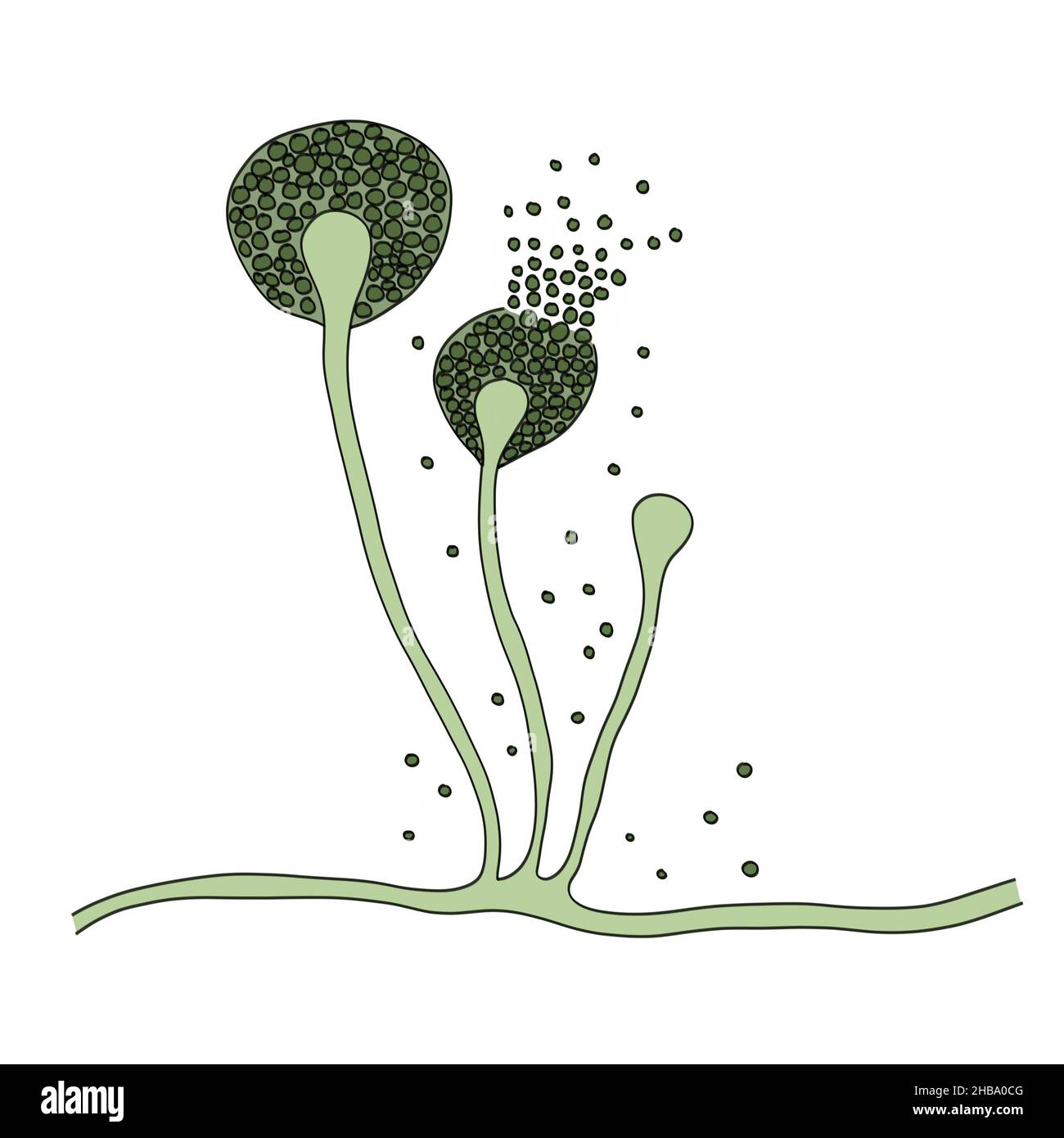 Illustration der Mucor-Form, auch als schwarzer Pilz bekannt. Mucor sp. Pilze sind in Böden und verfallenden organischen Substanz zu finden und sind häufig in Innenräumen Schimmel. Sie kann bei immunogeschwächten oder steroidtherapierten Patienten die seltene, aber schwere Mukormykose (Zygomykose) verursachen. Der Pilz kann die Lunge, Nasennebenhöhlen, das Gehirn, das Magen-Darm-System oder die Haut infizieren. Im Jahr 2021 wurden bei Diabetikern mit Covid-19 Schleimhautausbrüche beobachtet. Die Behandlung erfolgt mit antimykotischen Medikamenten, obwohl eine Operation häufig erforderlich ist, um das infizierte Gewebe abzuschneiden. Stockfoto