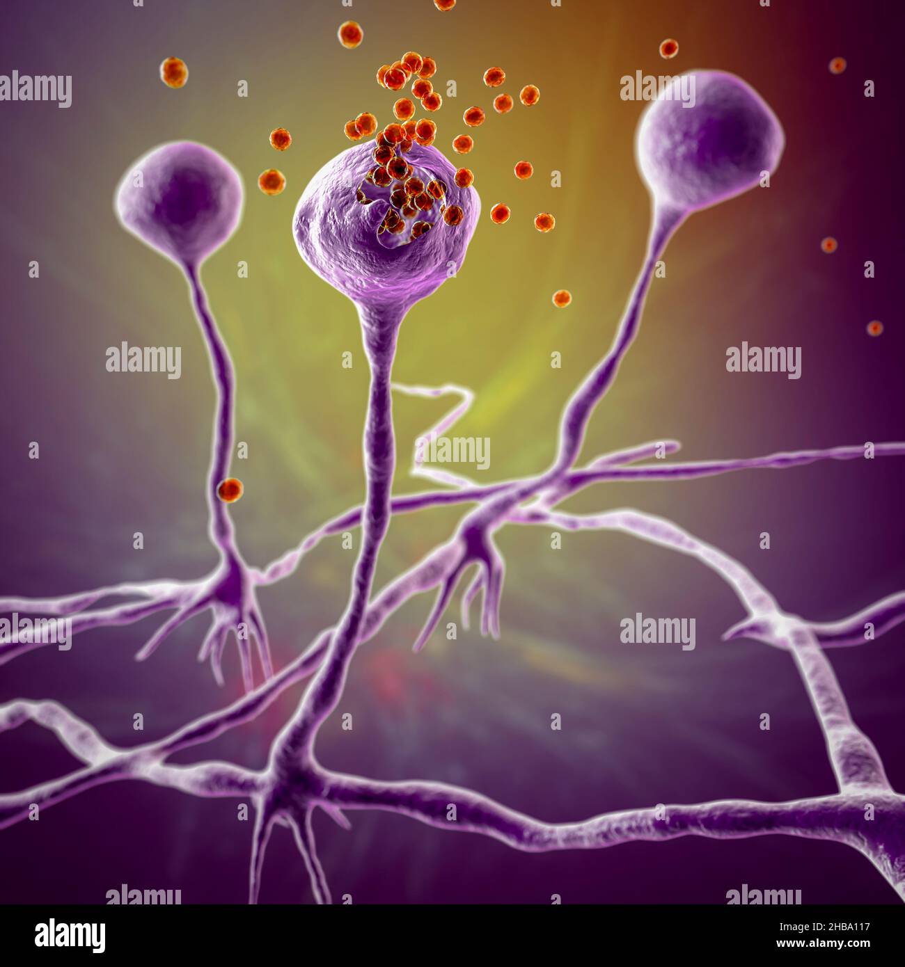 Rhizopus Pilz, Illustration. Einige RhizopusArten sind