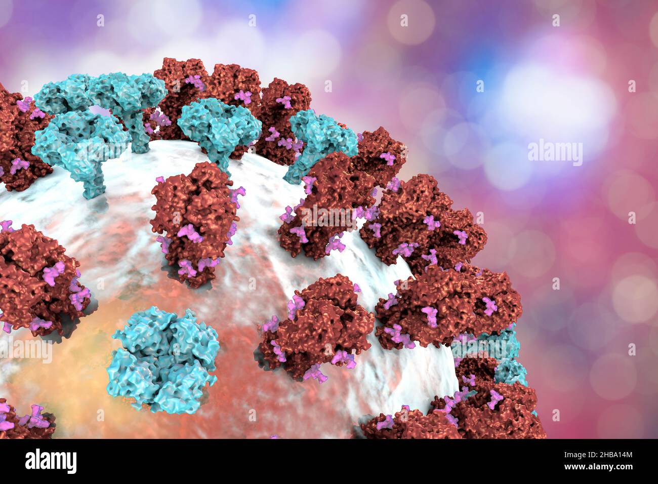Grippevirus. Die Abbildung zeigt ein Influenza-Virus mit Oberflächenglykoprotein, das Hämagglutinin (HA, Trimer, rot) und Neuraminidase (NA, Tetramer, blau) spikes. Die Glykankomponenten der Hämagglutinin-Spitzen sind rosa. Hämagglutinin beteiligt sich an der Anhaftung eines Virus an menschliche Atemzellen und Neuraminidase an der Freisetzung des Virus aus einer Zelle. Stockfoto