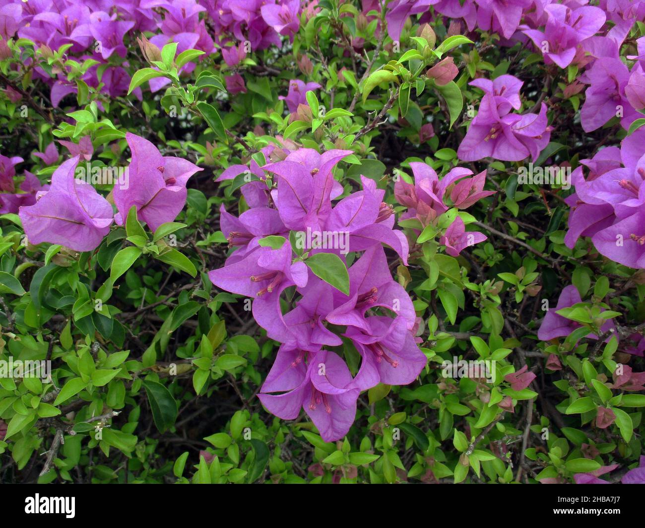 Schauen Sie sich die Blumen und Bougainvillea im Garten an. Stockfoto