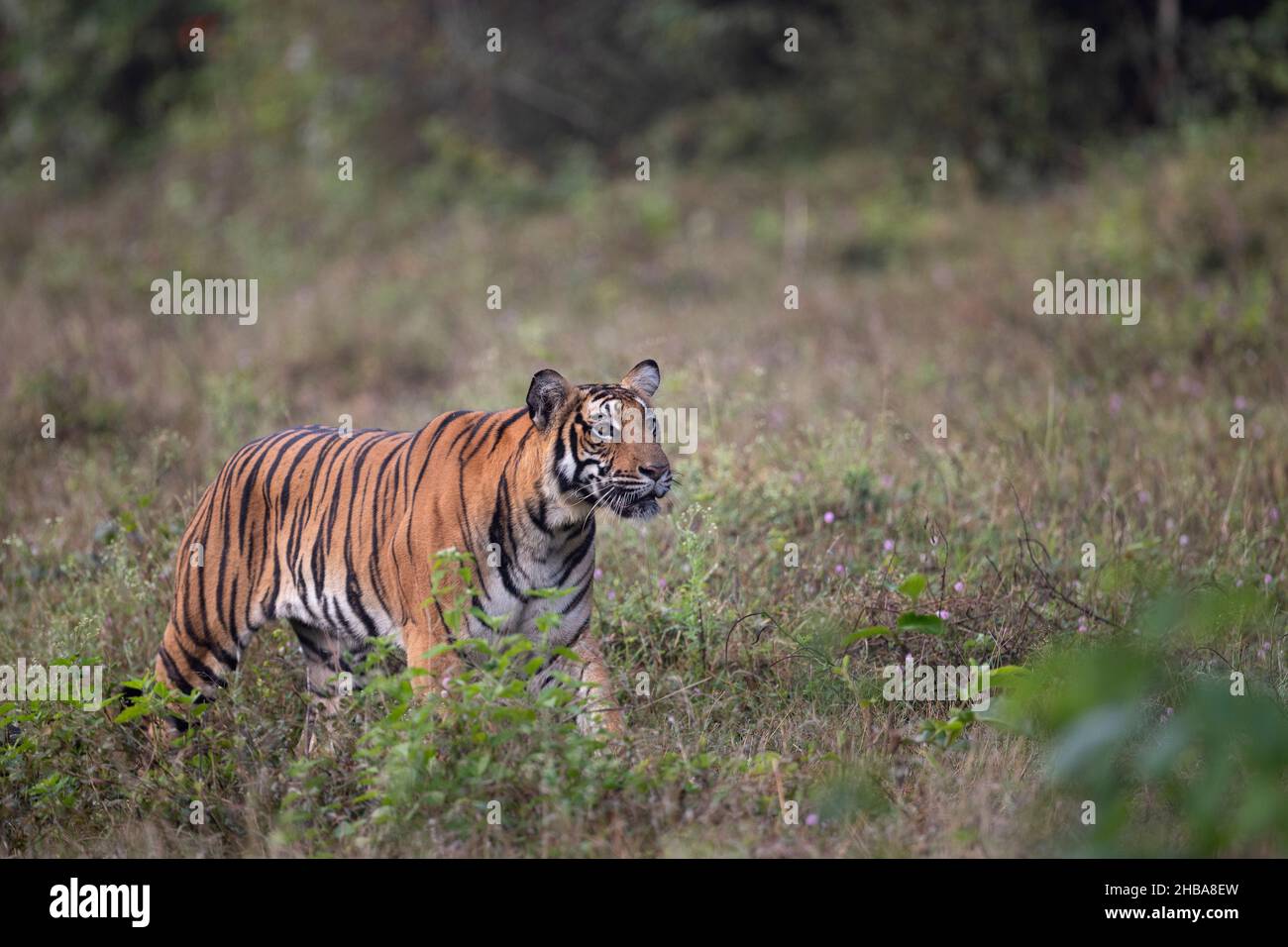 Ein bengalischer Tiger auf dem Aussichtspunkt im Nagarhole National Park, Indien Stockfoto