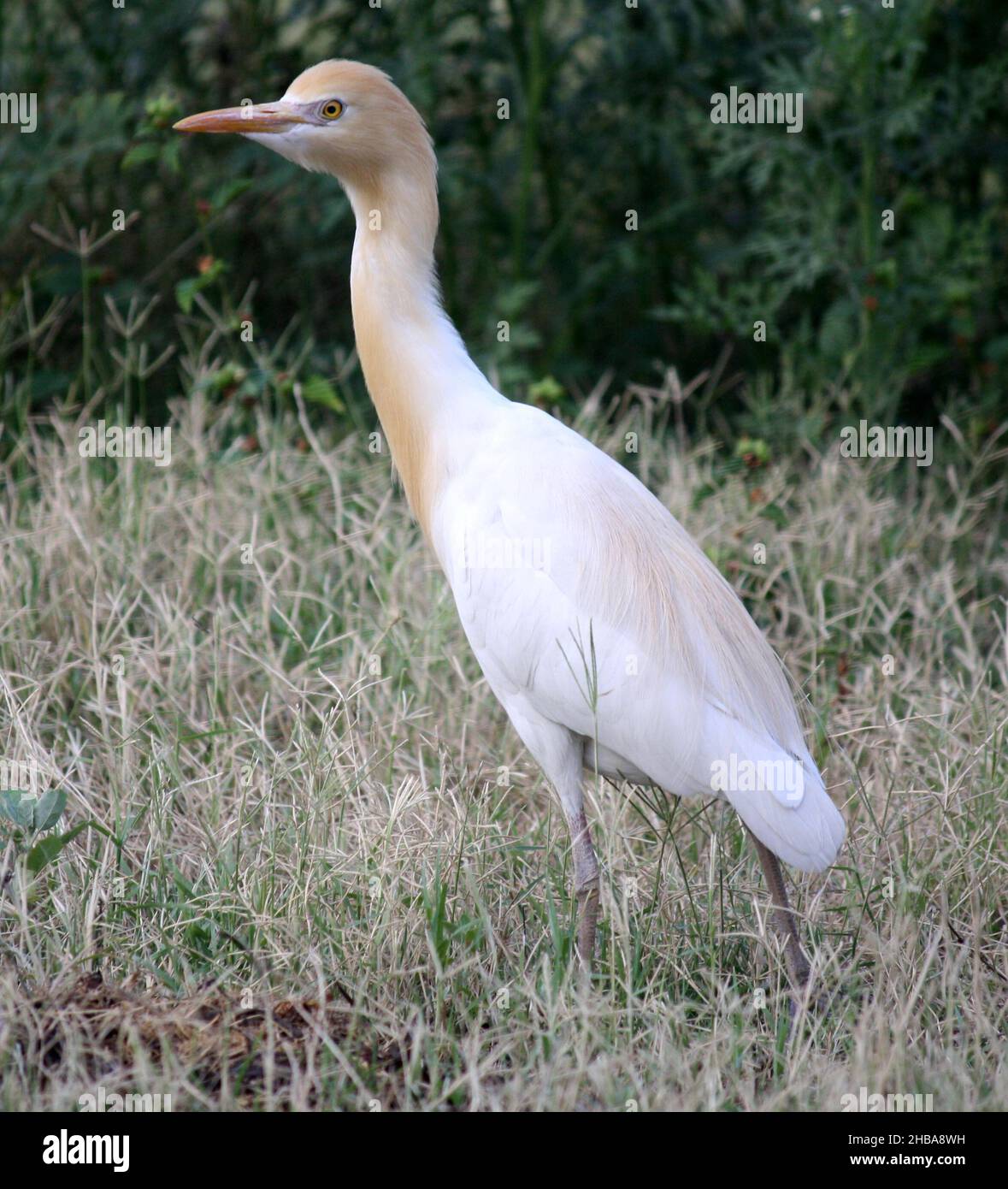 Kuhreiher (Bubulcus ibis), die in jeder Ecke nach Nahrung suchen: Pix SShukla Stockfoto