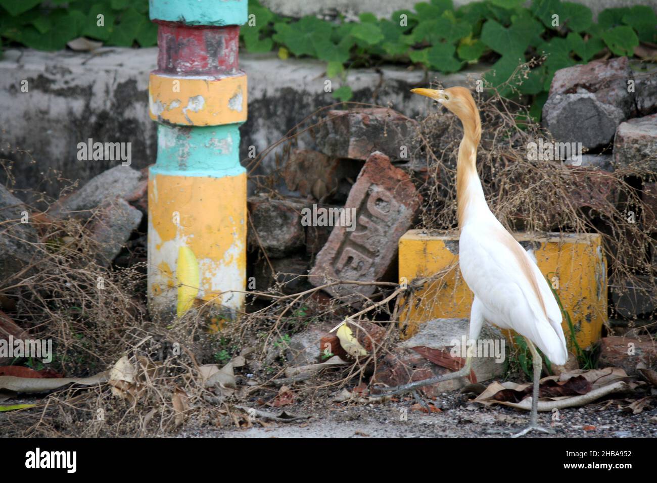 Kuhreiher (Bubulcus ibis), die in jeder Ecke nach Nahrung suchen: Pix SShukla Stockfoto