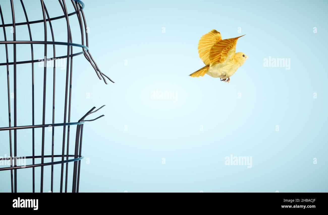 Let Go Bird Stockfotos und -bilder Kaufen - Alamy