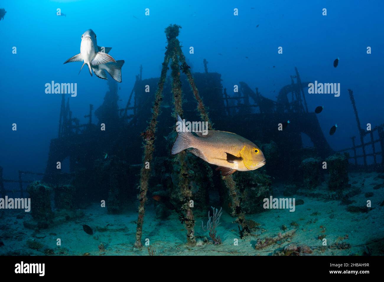 Stern von Maldive Victory Wreck, Hulhule, Nord Male Atoll, Malediven Stockfoto