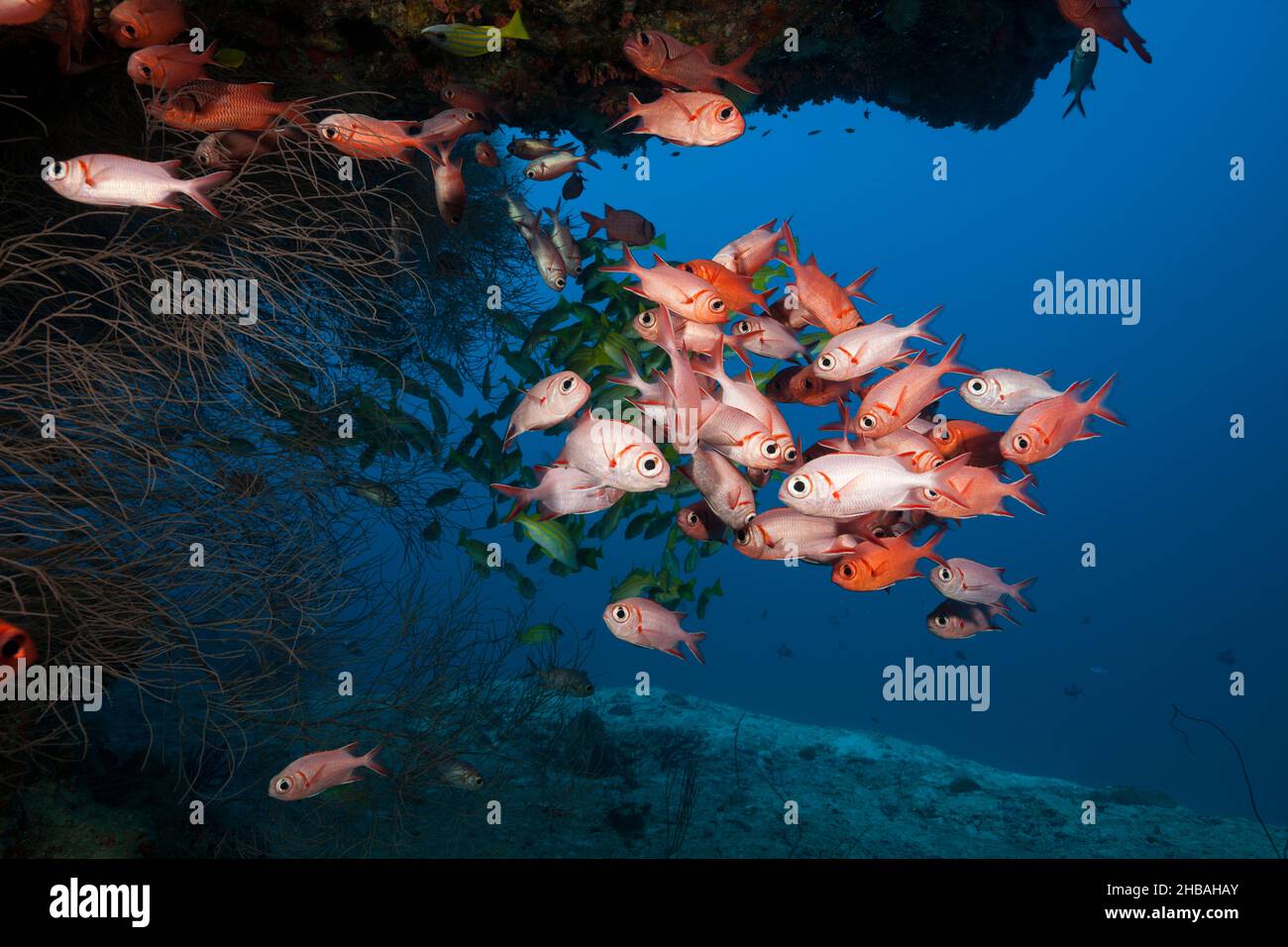 Schwarm von Blotcheye Soldaterfish, Myripristis murdjan, Nord-Ari-Atoll, Indischer Ozean, Malediven Stockfoto