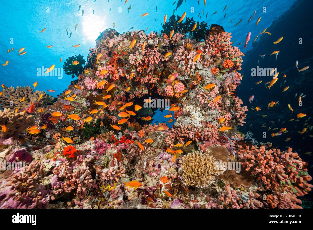 Farbige Coral Reef, Nord Male Atoll, Malediven, Indischer Ozean Stockfoto