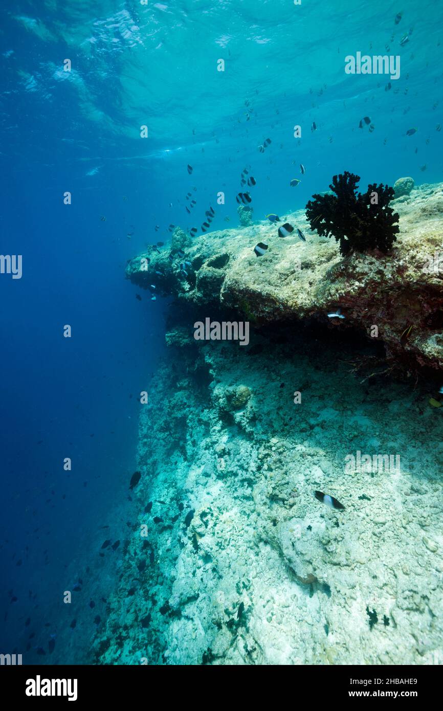 Korallen gebleicht auf Riffdach, Nord Male Atoll, Indischer Ozean, Malediven Stockfoto