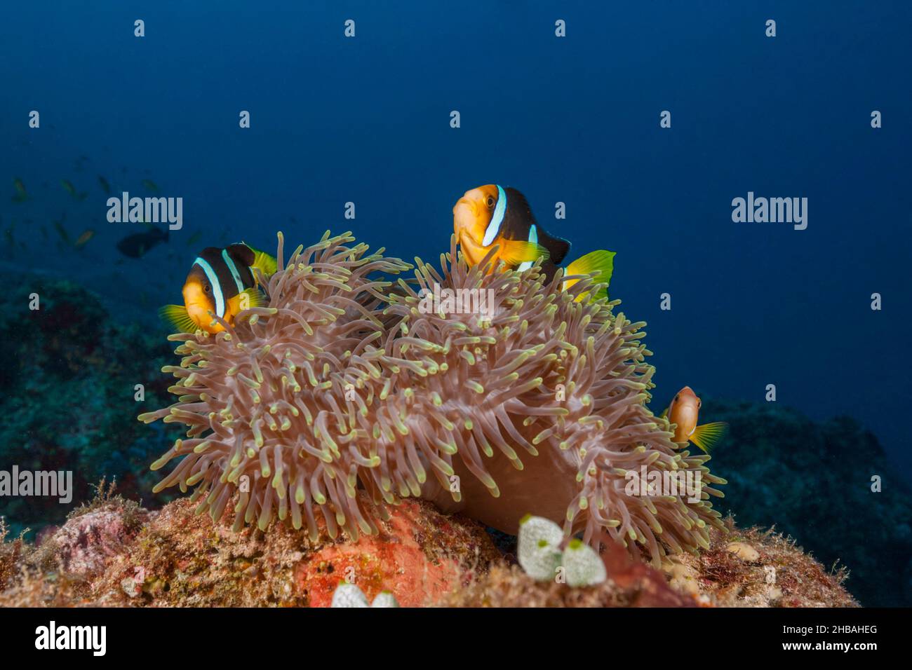Clarks Anemonefish, Amphiprion clarkii, Nord-Male-Atoll, Indischer Ozean, Malediven Stockfoto