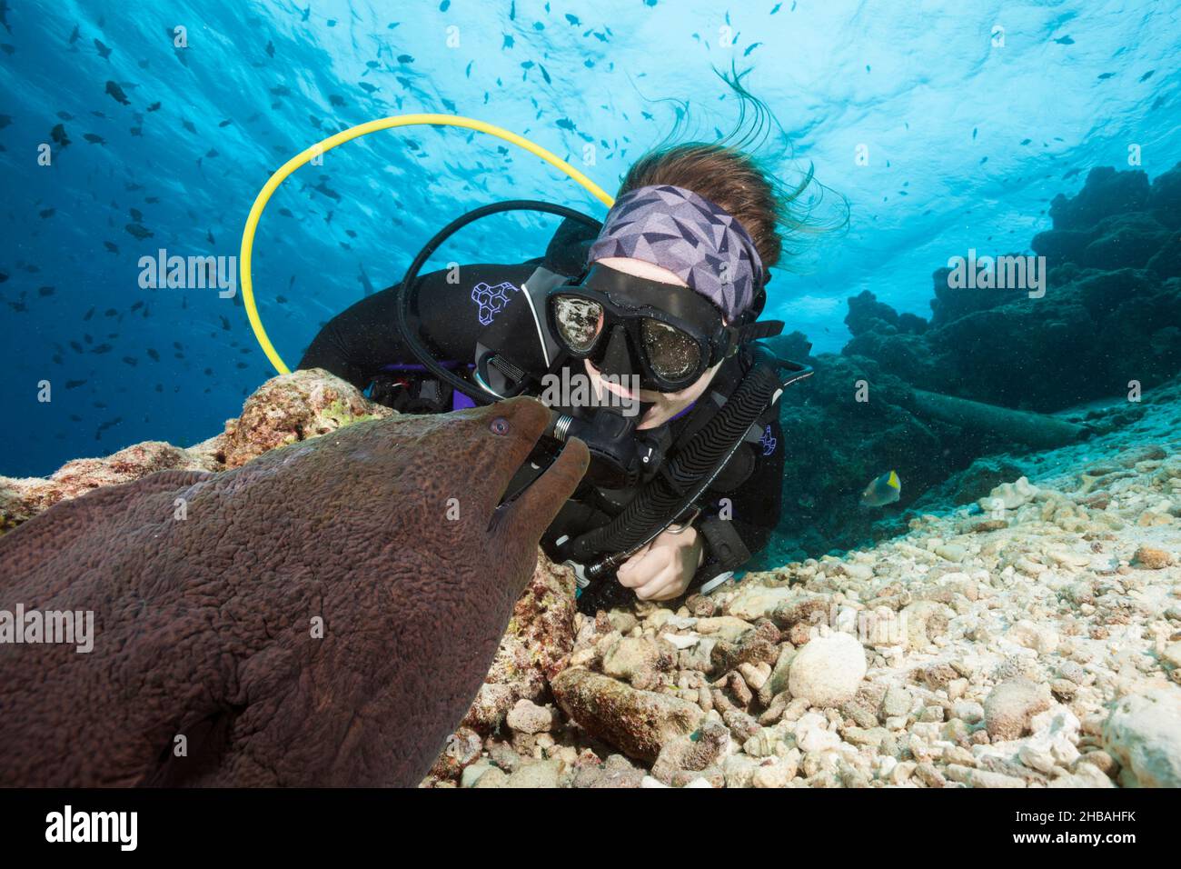Scuba Diver and Giant Moray, Gymnothorax javanicus, Nord Male Atoll, Indischer Ozean, Malediven Stockfoto