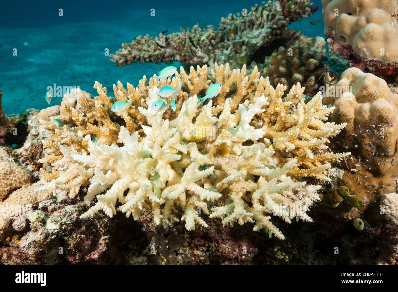 Korallen gebleicht auf Riffdach, Felidhu Atoll, Indischer Ozean, Malediven Stockfoto