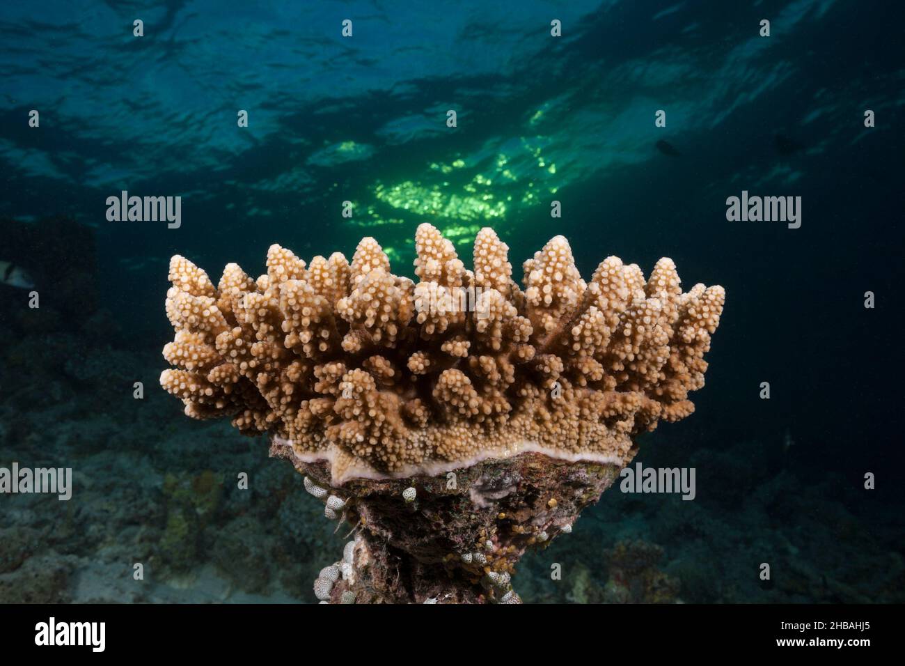Hard Coral, Nord-Ari-Atoll, Indischer Ozean, Malediven Stockfoto