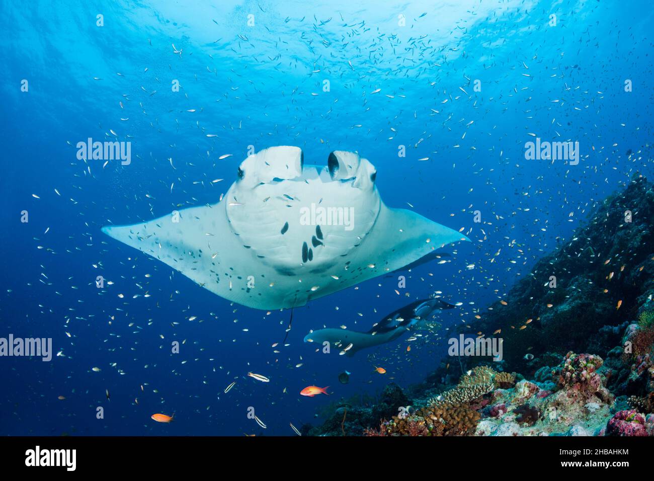 Riff Manta Ray, Manta alfredi, Nord-Ari-Atoll, Indischer Ozean, Malediven Stockfoto