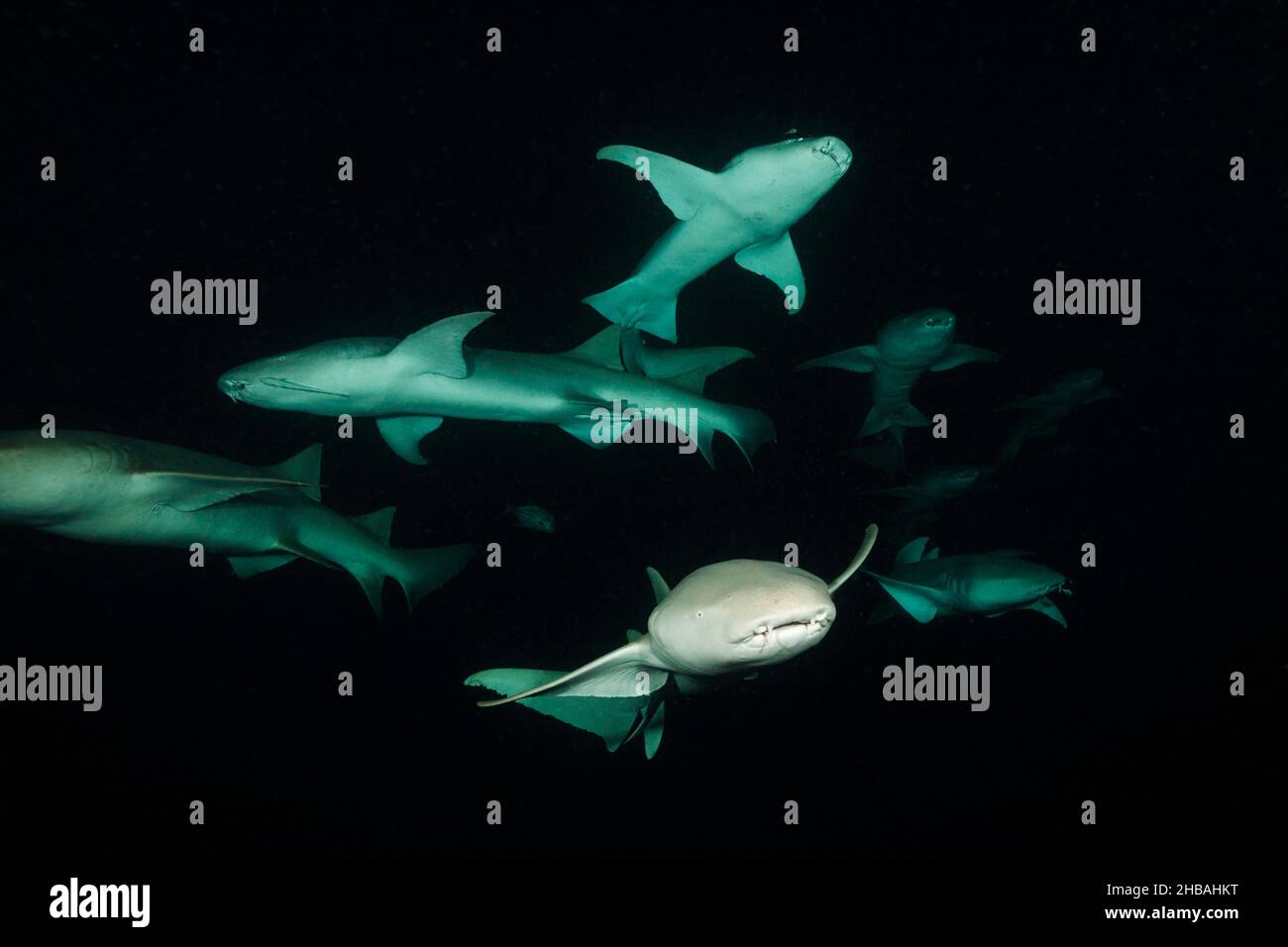 Krankenschwester Shark at Night, Nebrius ferrugineus, Felidhu-Atoll, Indischer Ozean, Malediven Stockfoto