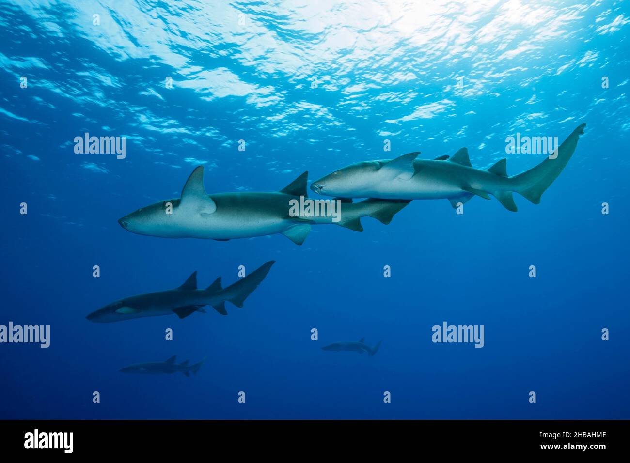 Krankenschwester Shark, Nebrius ferrugineus, Felidhu Atoll, Indischer Ozean, Malediven Stockfoto