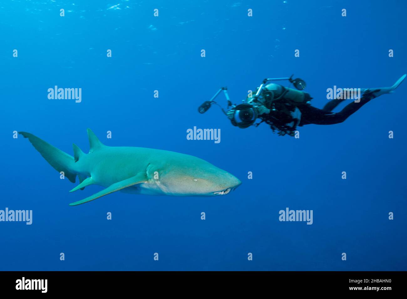 Scuba Diver and Nurse Shark, Nebrius ferrugineus, Felidhu Atoll, Indischer Ozean, Malediven Stockfoto