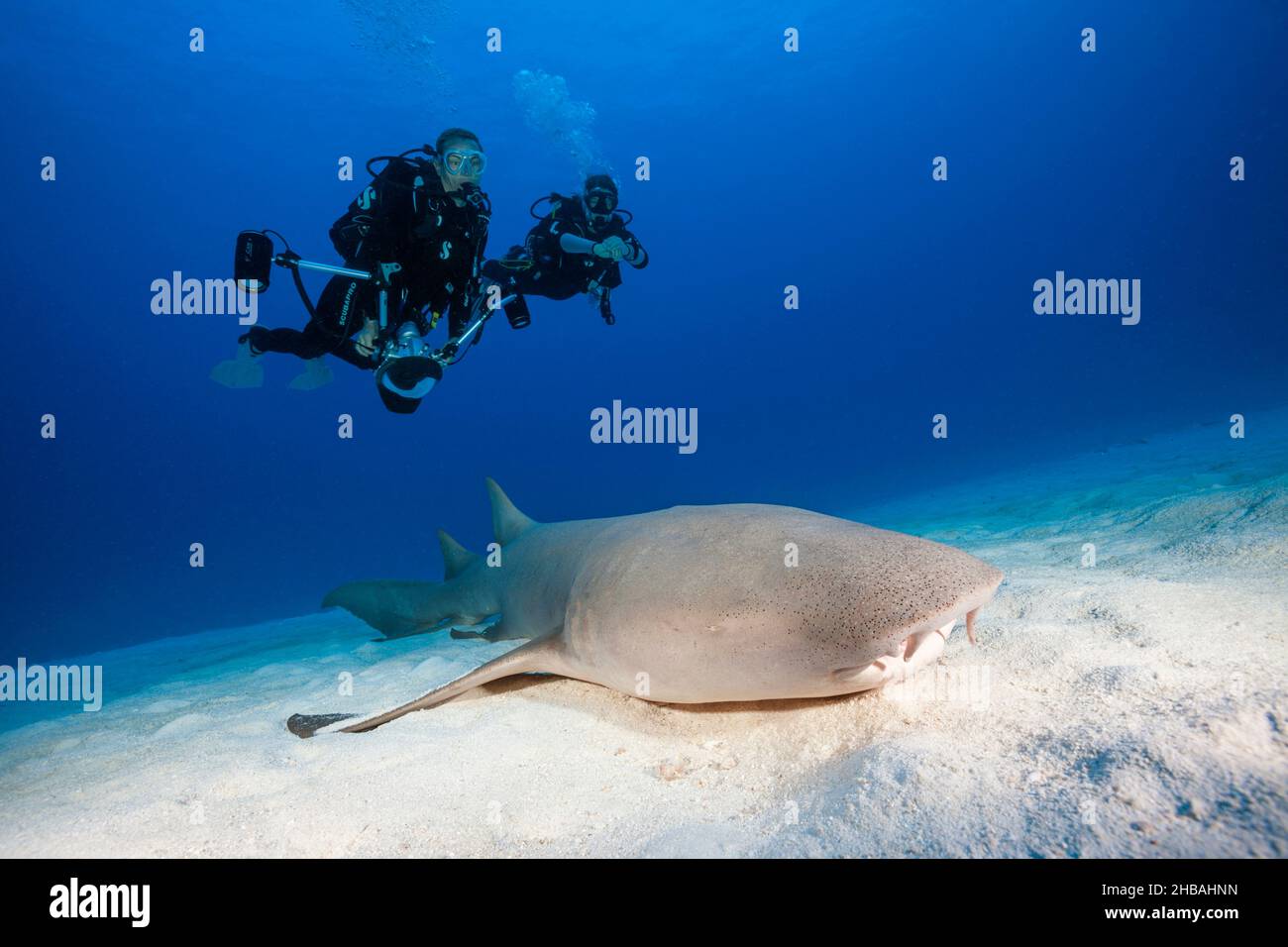 Scuba Diver and Nurse Shark, Nebrius ferrugineus, Felidhu Atoll, Indischer Ozean, Malediven Stockfoto