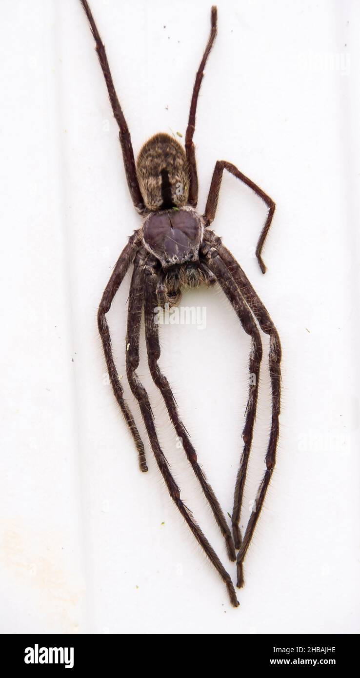 Australische riesige graue Jagdspinne (Hokonia immanis) gebänderter Jäger, der auf einer weißen Oberfläche steht. Von oben. Queensland, Australien. Stockfoto