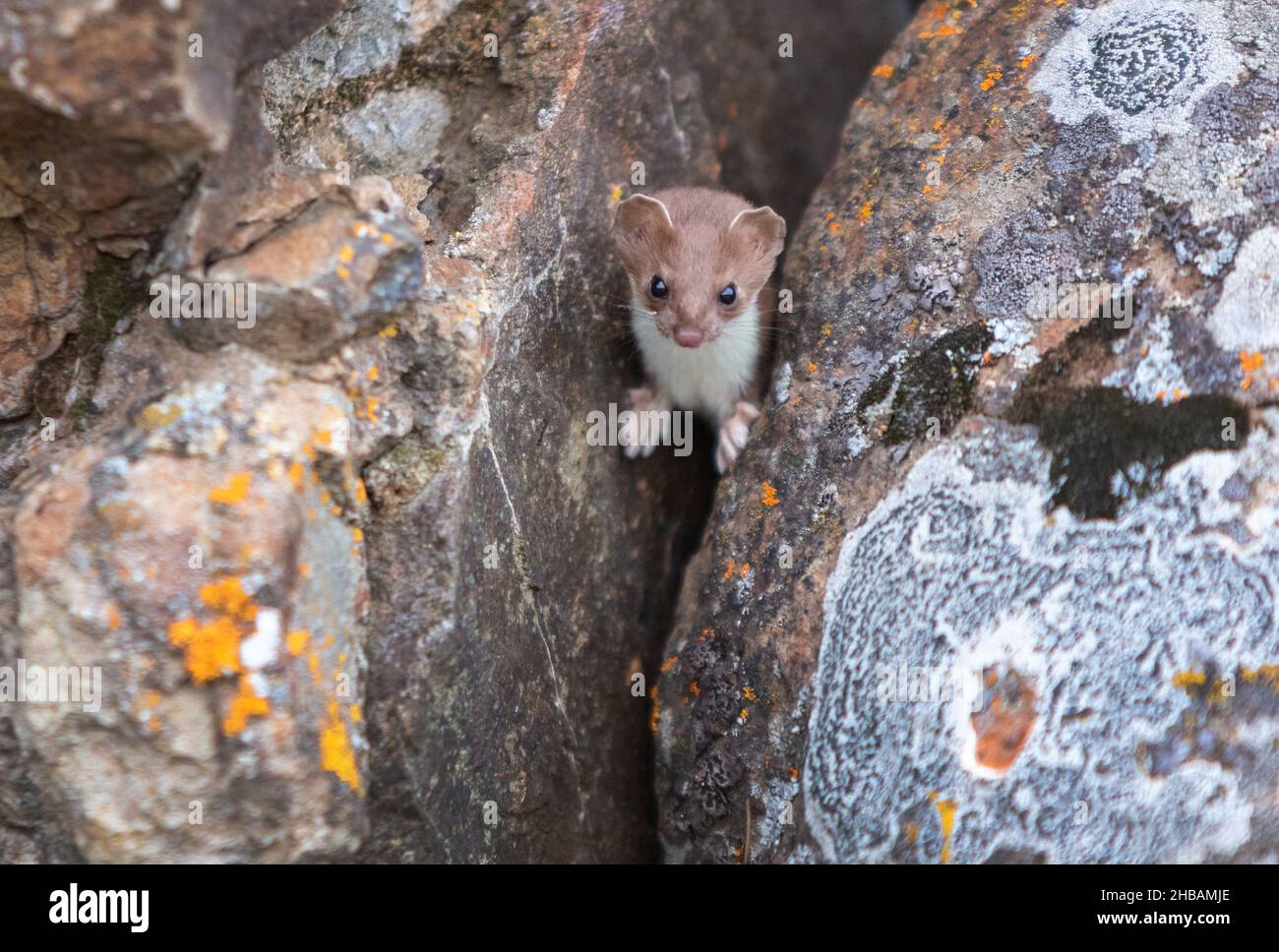 Kurzschwanzweasel, der in einem Riss zwischen zwei Felsen thront. Yellowstone National Park, Wyoming, Vereinigte Staaten von Amerika Eine einzigartige, optimierte Version eines Bildes von NPS Ranger JW Frank; Quelle: NPS/Jacob W. Frank Stockfoto