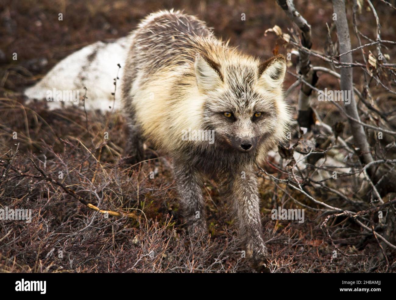 Red Fox in der Nähe von Eielson, Denali National Park & Preserve Alaska, Vereinigte Staaten von Amerika. Genkartierung zeigt, dass Rotfüchse in Nordamerika seit über 400000 Jahren von ihren Gegenstücken aus der Alten Welt isoliert werden. Eine einzigartige, optimierte Version eines Bildes von NPS Ranger JW Frank; Quelle: NPS/Jacob W. Frank Stockfoto