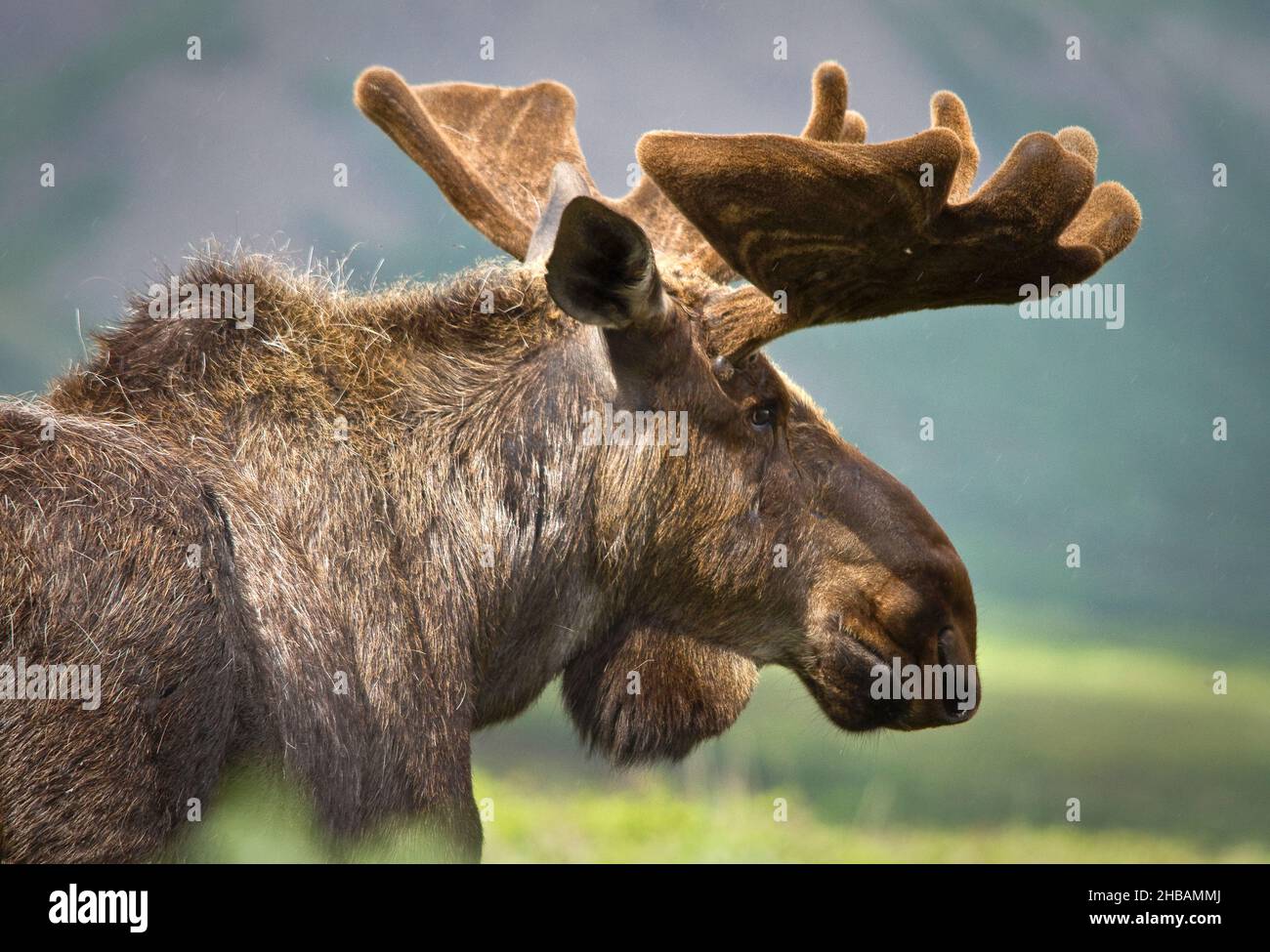 Profil eines Elches. Denali National Park & Preserve Alaska, Vereinigte Staaten von Amerika. Eine einzigartige, optimierte Version eines Bildes von NPS Ranger JW Frank; Quelle: NPS/Jacob W. Frank Stockfoto