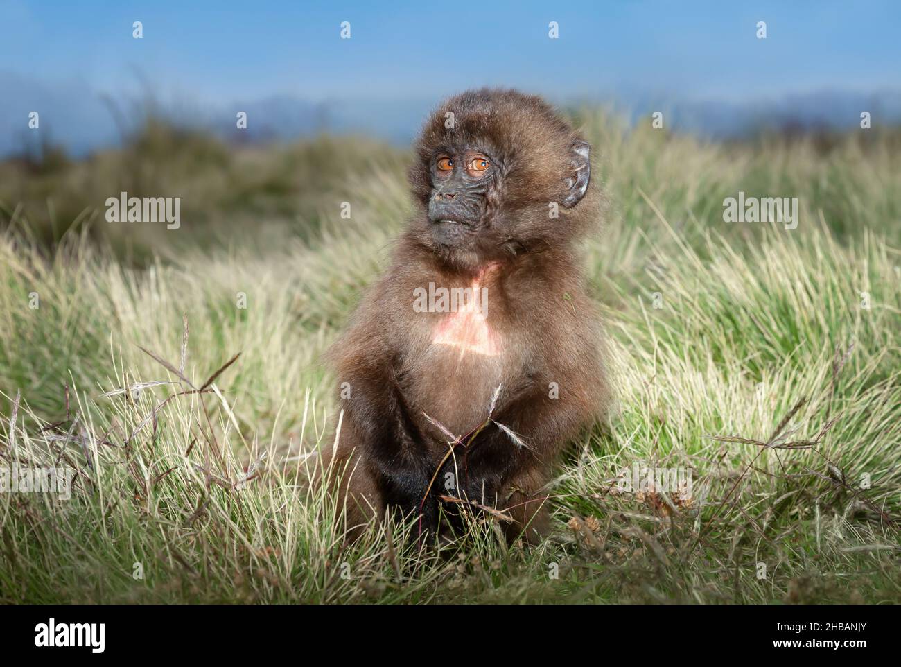 Nahaufnahme eines kleinen Gelada-Affen, der im Gras sitzt, Simien Mountains, Äthiopien. Stockfoto