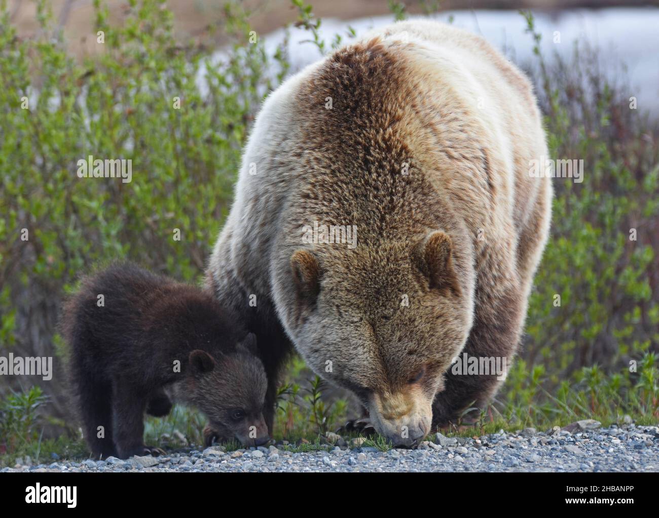 A Grizzly and her Young cub Ursus arctos horribilis Denali National Park & Preserve Alaska, Vereinigte Staaten von Amerika Eine einzigartige, optimierte Version eines NPS-Bildes, Quelle: NPS/M. Lewandowski Stockfoto