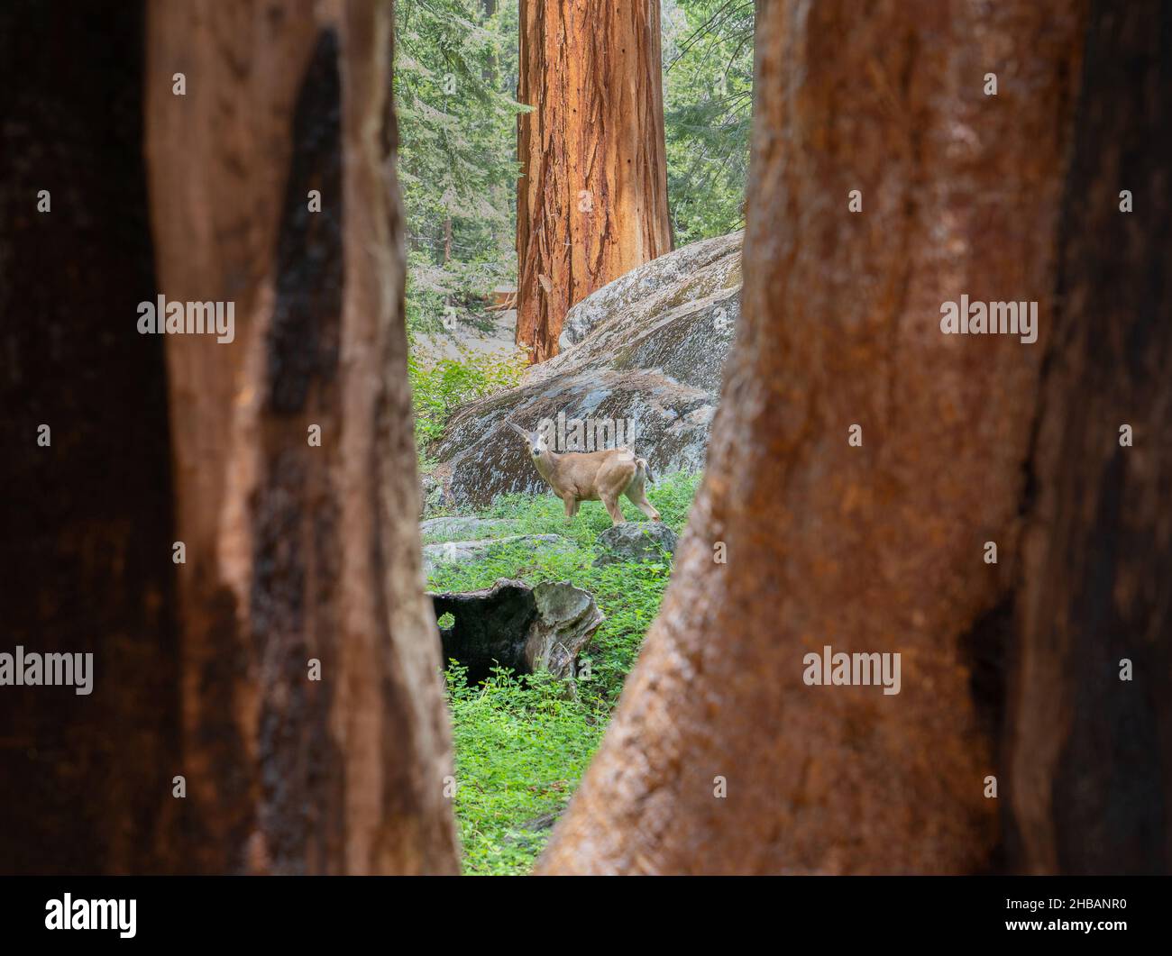 Ein junger Hirsch zwischen zwei Mammutbäumen im Riesenwald. Sequoia & Kings Canyon National Parks, Kalifornien, Vereinigte Staaten von Amerika. Eine einzigartige, optimierte Version eines NPS-Bildes - Quelle: NPS Stockfoto
