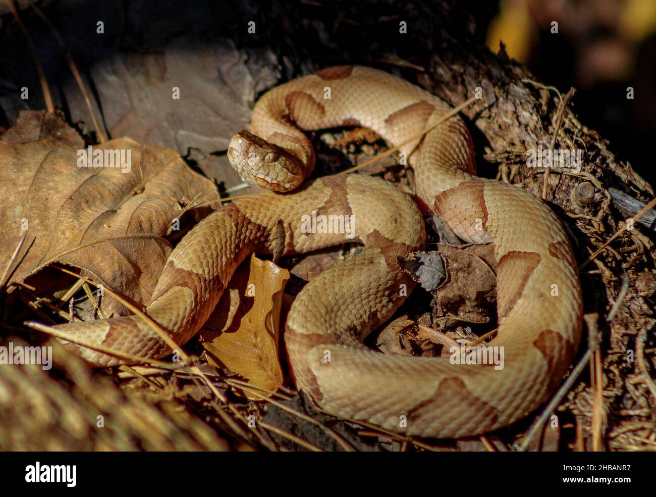 Kupferkopfschlange. Big Thicket National Preserve. Agkistrodon contortrix. Der östliche Kupferkopf, auch bekannt als Kupferkopf, ist eine Art giftiger Schlangen. Eine einzigartige, optimierte Version eines NPS-Bildes - Quelle: NPS Stockfoto