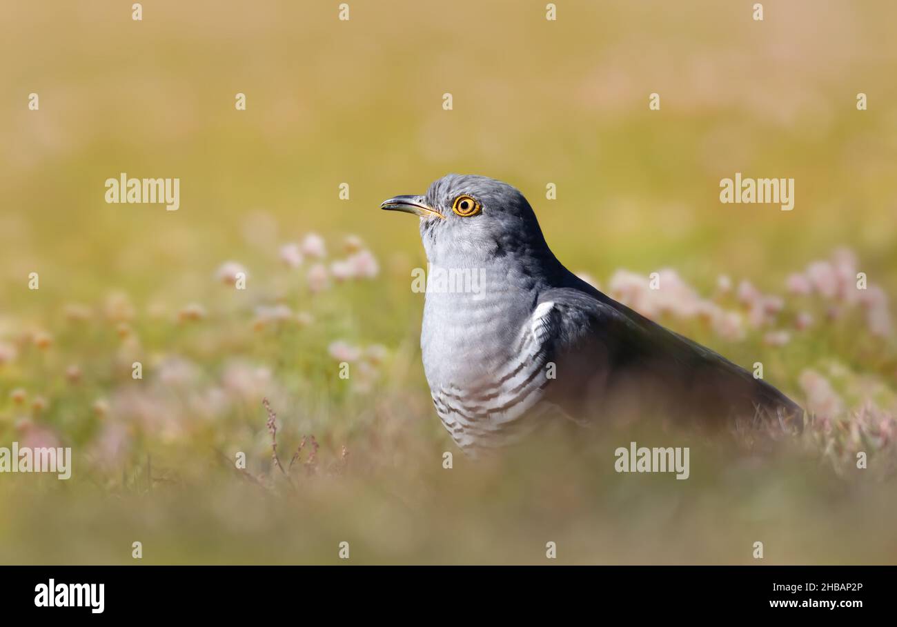 Nahaufnahme eines Kuckucks auf einer Wiese, Großbritannien. Stockfoto