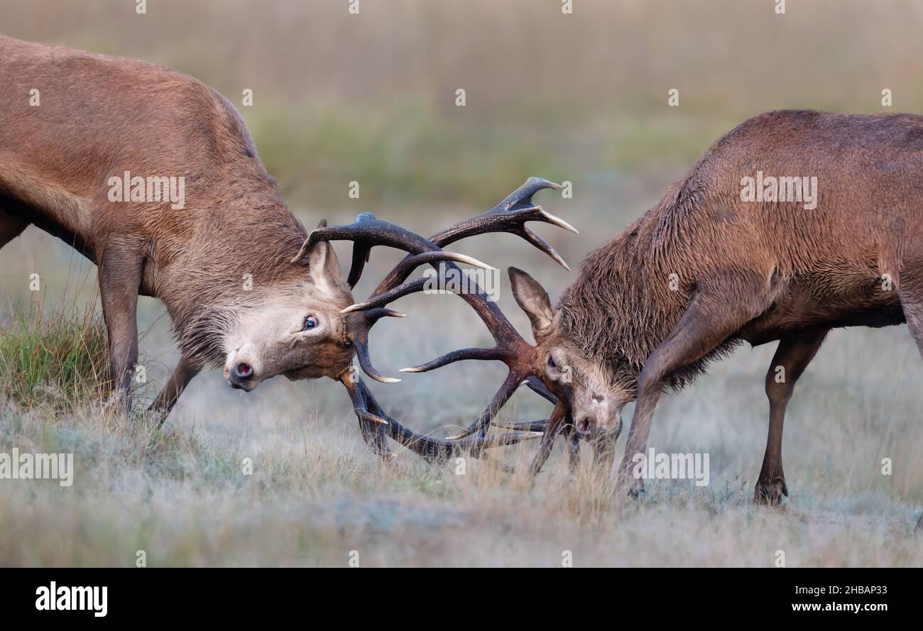 Nahaufnahme von Hirschen, die während der Brunftzeit im Herbst in Großbritannien kämpfen. Stockfoto