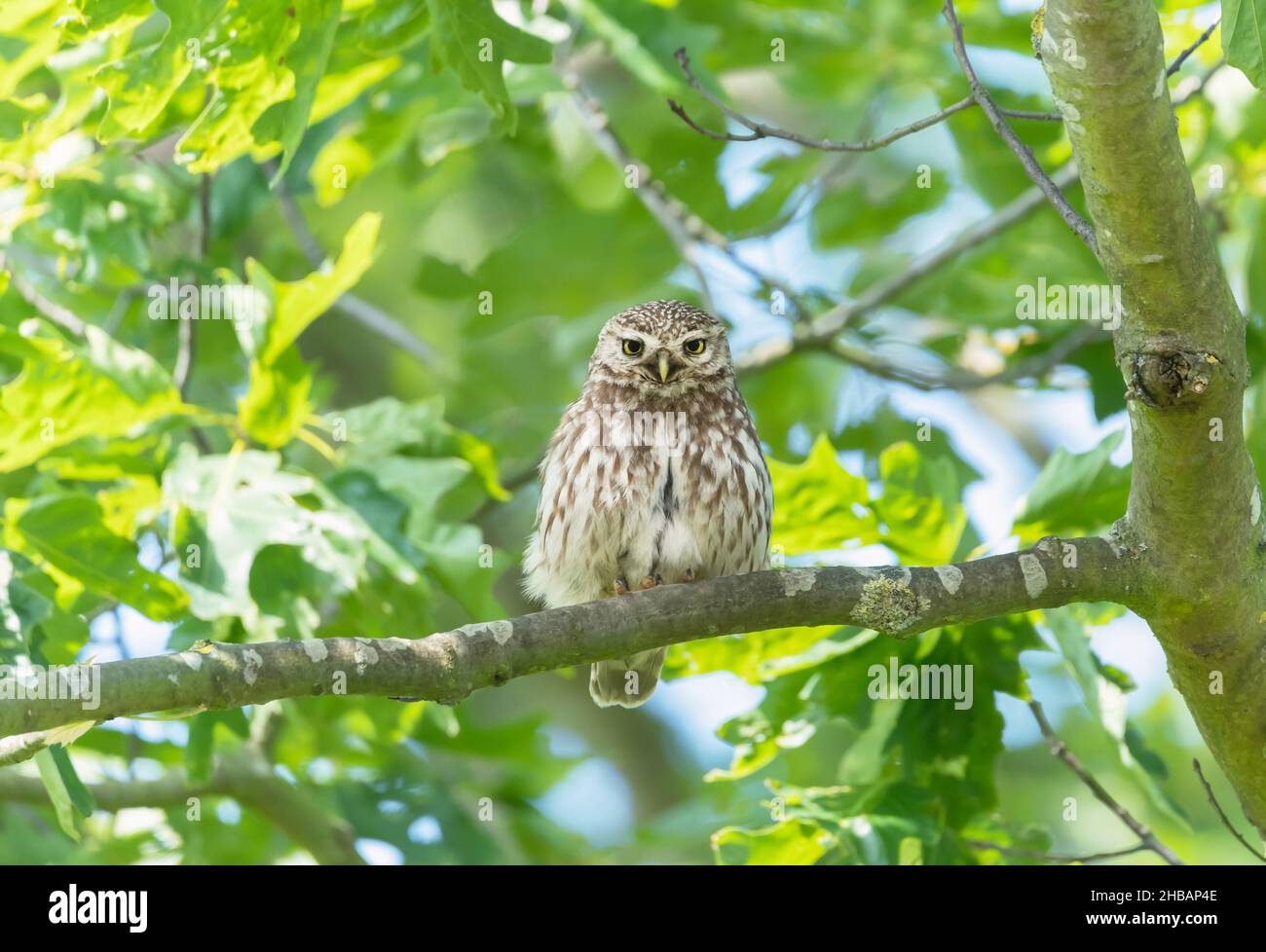 Nahaufnahme einer kleinen Eule (Athene noctua), die im Sommer auf einem Baumzweig thront, Vereinigtes Königreich. Stockfoto