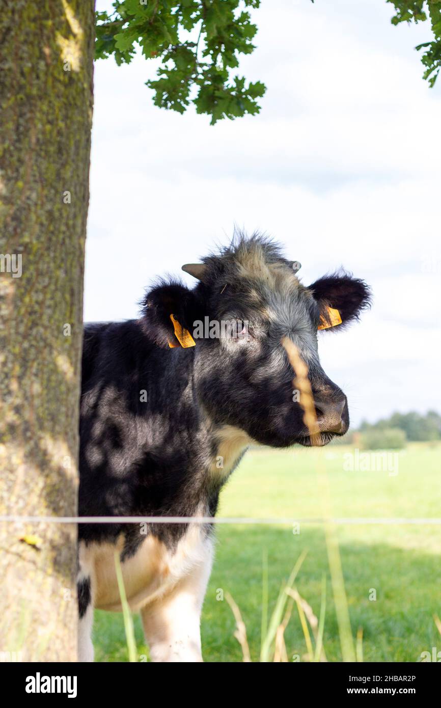 Brecht, Belgien - September 26 2021: Eine schwarz-weiße Kuh, die neben einem Baum auf einer Wiese oder einem Grasfeld steht und sich umschaut. Der neugierige ma Stockfoto