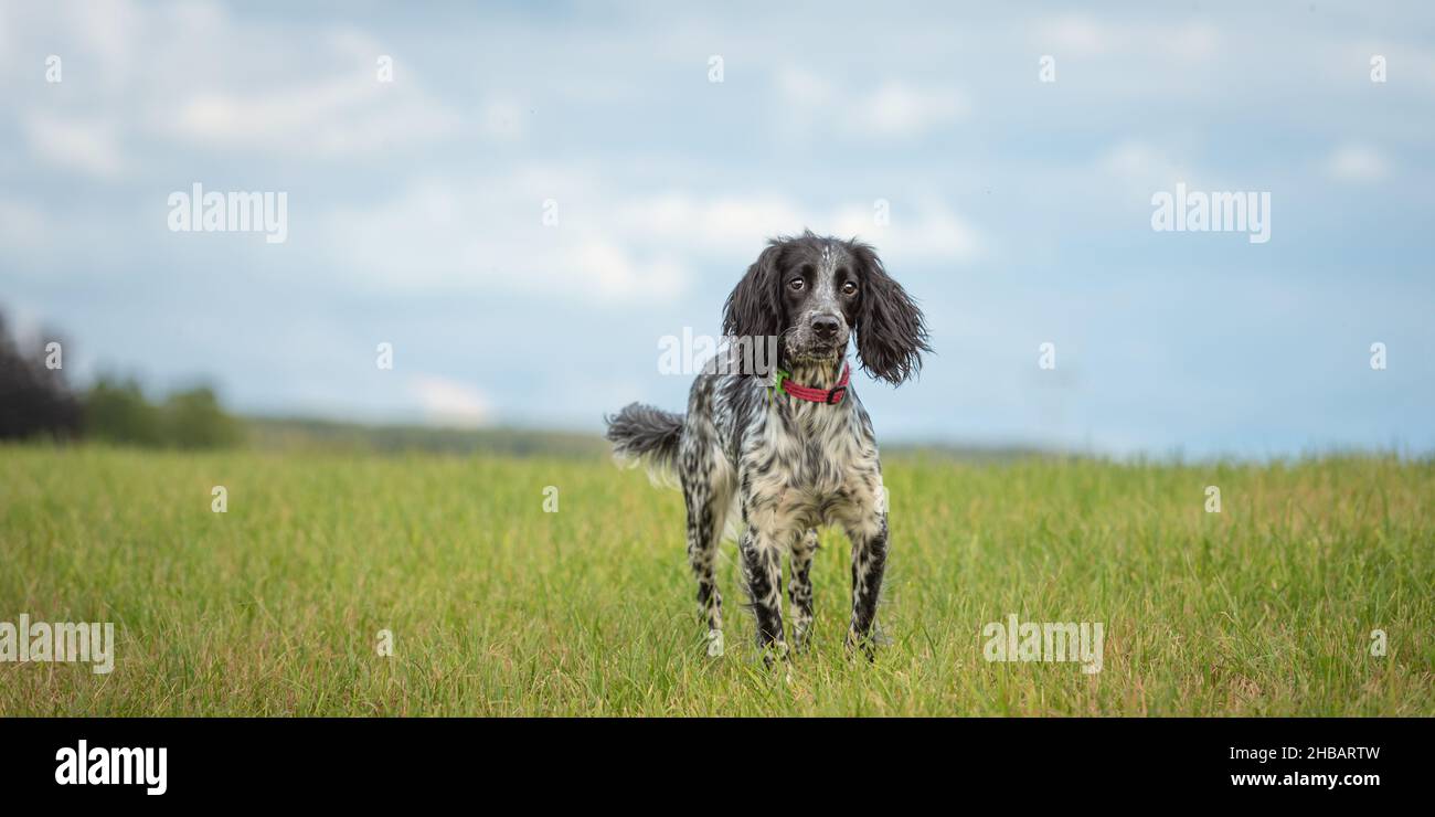 Junge stolze englische springer Spaniel Houns stehen im Gras auf einer grünen Wiese Stockfoto