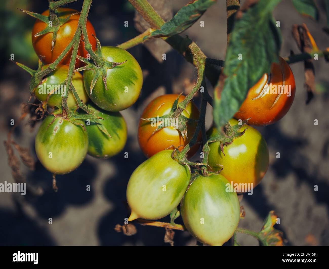 Reife Tomaten auf einem Ast, Nahaufnahme. Selbst angebautem Gemüse. Stockfoto