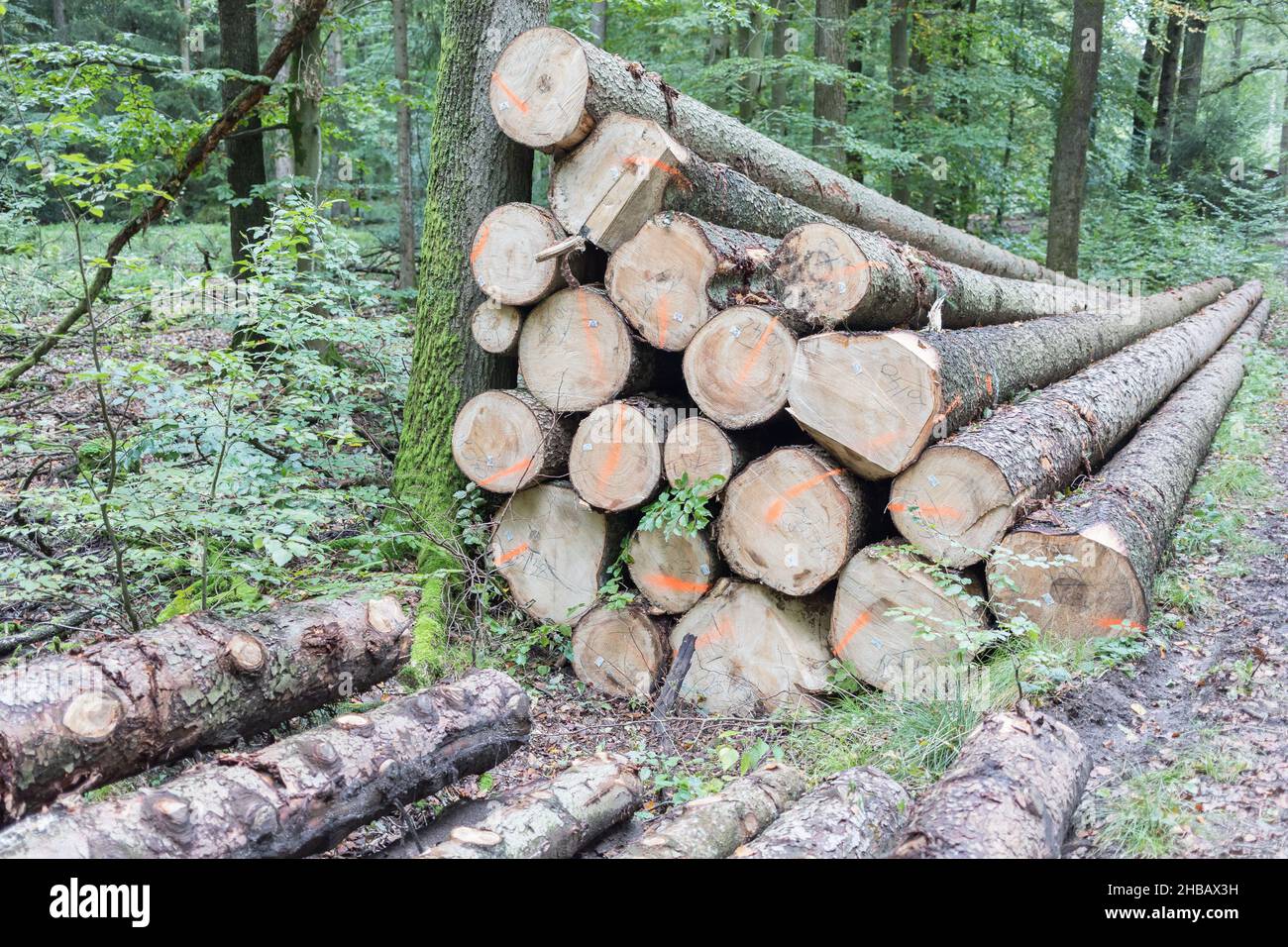 Holzstapel in einem Laubwald Stockfoto