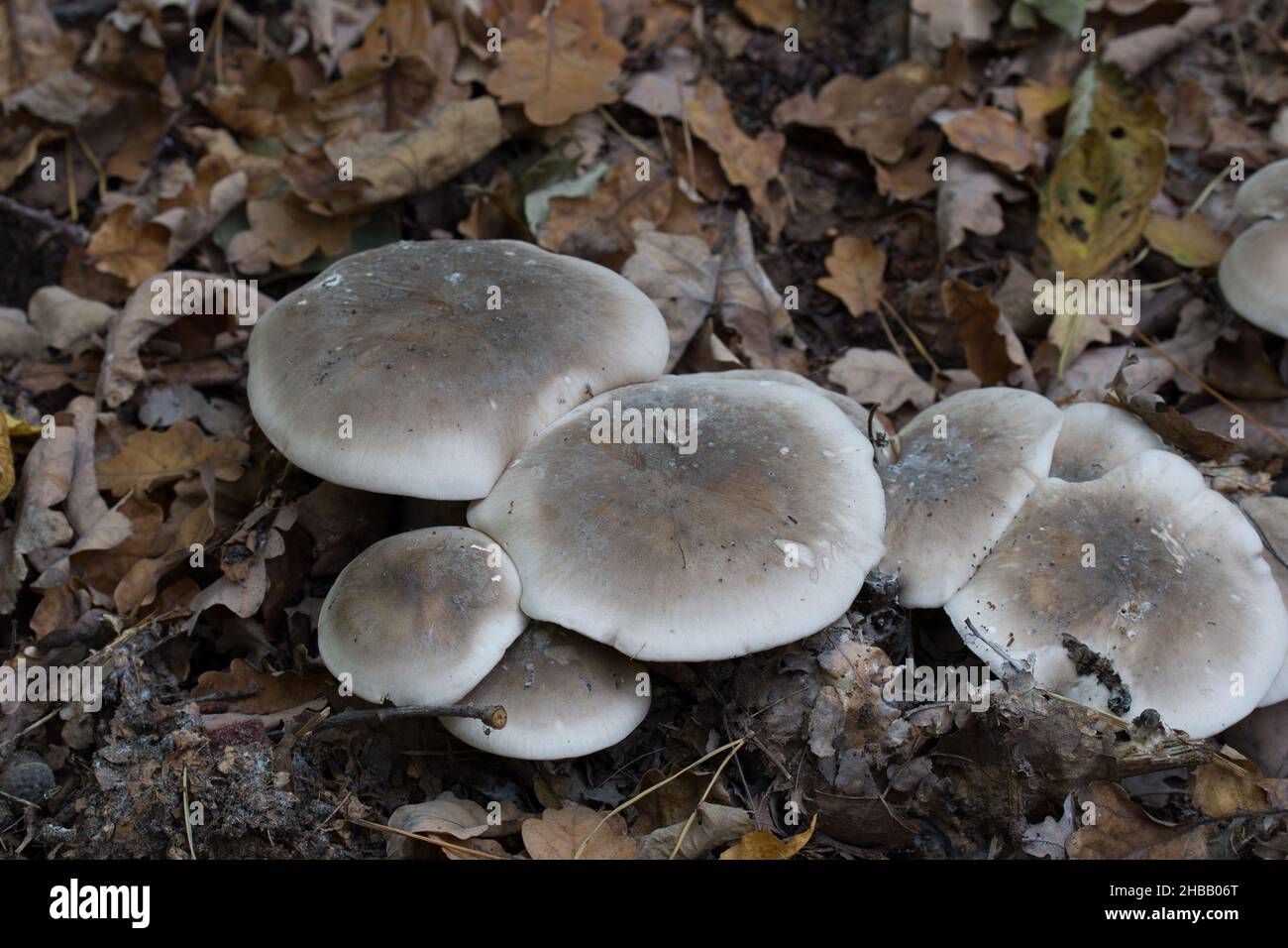 Gruppe von grauen Pilzen - Clitocybe nebularis, getrübter agarischer Nahaufnahme selektiver Fokus Stockfoto