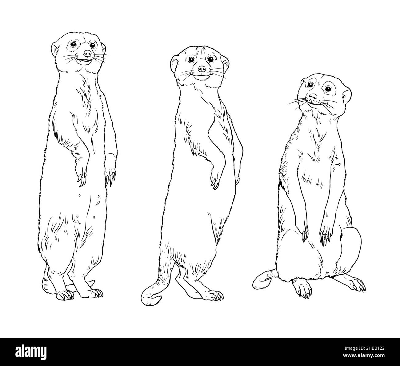 Erdmännchen-Familie Illustration. Tiere zum ausmalen. Stockfoto