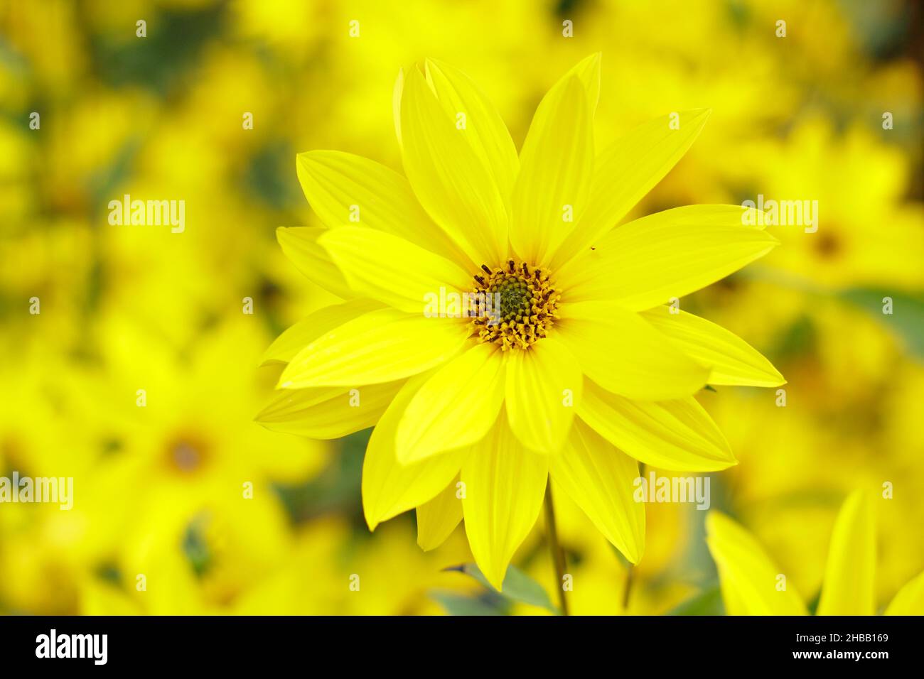 Helianthus 'Miss Mellish' mehrjährige Sonnenblume. Halbdoppelte Blüten von Helianthus × laetiflorus 'Miss Mellish in UK Gartengrenze. Stockfoto