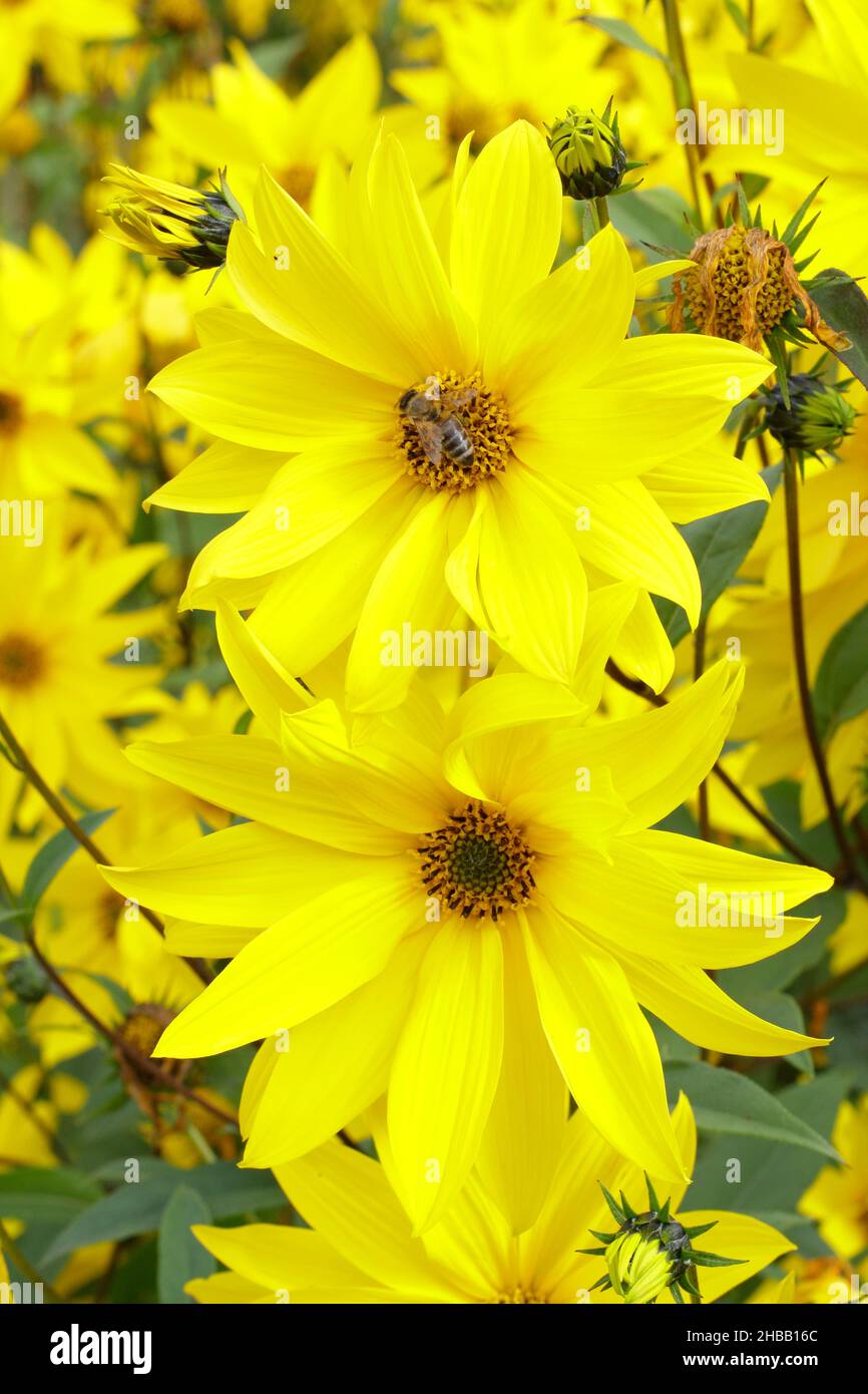 Helianthus 'Miss Mellish' mehrjährige Sonnenblume. Halbdoppelte Blüten von Helianthus × laetiflorus 'Miss Mellish in UK Gartengrenze. Stockfoto